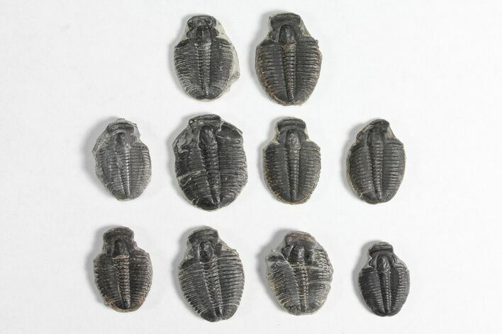 Lot: / Elrathia Trilobite Molt Fossils - Pieces #92053
